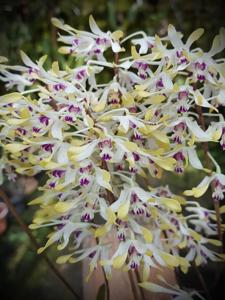 Dendrobium canaliculatum