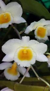 Dendrobium farmeri