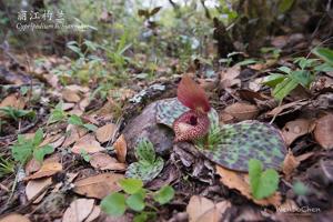 Cypripedium lichiangense