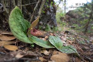 Cypripedium lichiangense