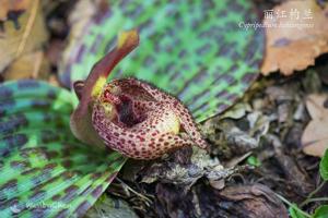 Cypripedium lichiangense