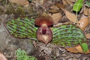Cypripedium lichiangense