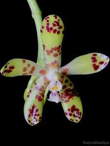 Phalaenopsis doweryensis