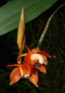 Coelogyne ecarinata