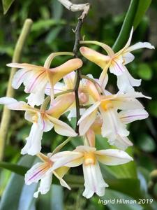 Dendrobium calcariferum