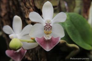 Phalaenopsis parishii