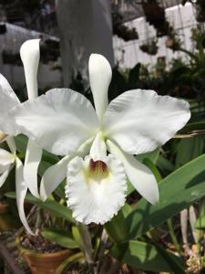 Cattleya labiata