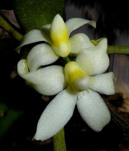 Thrixspermum calceolus