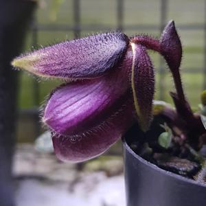 Paphiopedilum rungsuriyanum