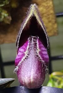 Paphiopedilum rungsuriyanum