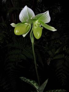 Paphiopedilum lawrenceanum