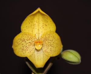 Paphiopedilum concolor