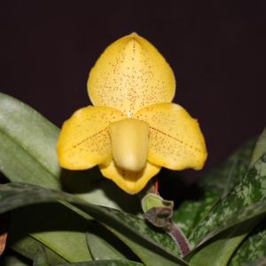 Paphiopedilum concolor