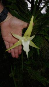 Angraecum sesquipedale