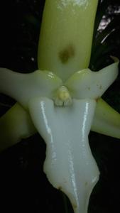 Angraecum sesquipedale