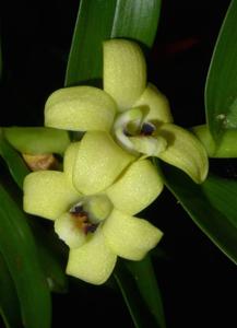 Dendrobium papyraceum