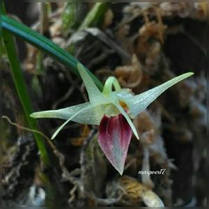Dendrobium shearmanii