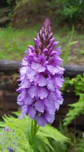 Dactylorhiza foliosa