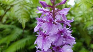 Dactylorhiza foliosa