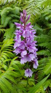 Dactylorhiza foliosa