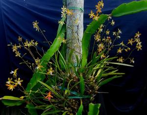 Encyclia tampensis