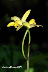 Cattleya briegeri