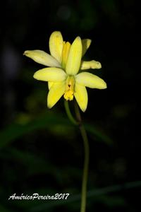 Cattleya briegeri