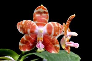 Phalaenopsis amboinensis