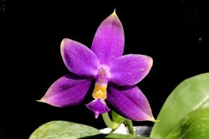 Phalaenopsis violacea