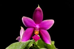 Phalaenopsis violacea