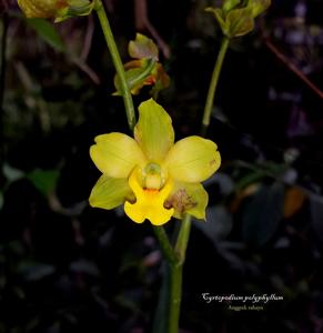 Cyrtopodium flavum