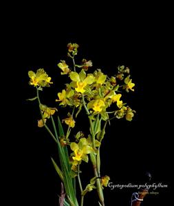 Cyrtopodium flavum