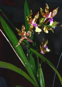 Miltonia clowesii