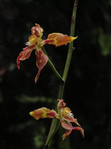 Oncidium lehmannii