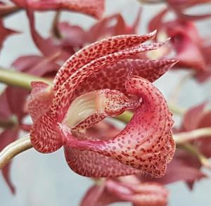 Mormodes warszewiczii