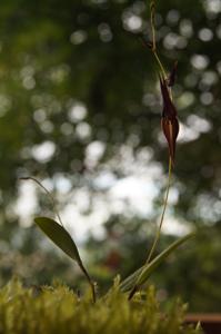 Lepanthes pleurothallopsis