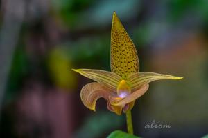 Bulbophyllum lobbii