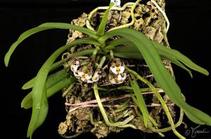 Gastrochilus bellinus