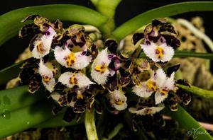 Gastrochilus bellinus