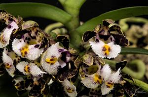 Gastrochilus bellinus