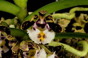 Gastrochilus bellinus