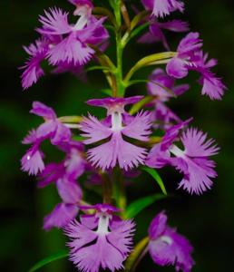 Platanthera grandiflora