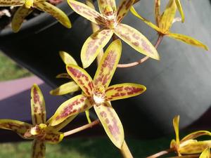 Cymbidium canaliculatum