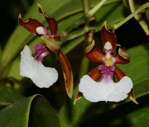 Oncidium cariniferum