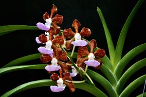 Vanda insignis