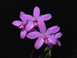 Cattleya ghillanyi