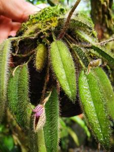 Dresslerella pilosissima
