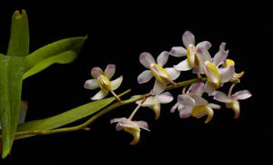 Aerides odorata