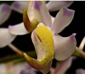 Aerides odorata