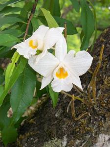 Dendrobium infundibulum